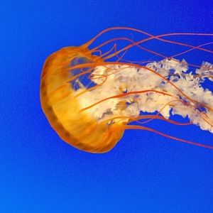 Meet your Posher, Blake